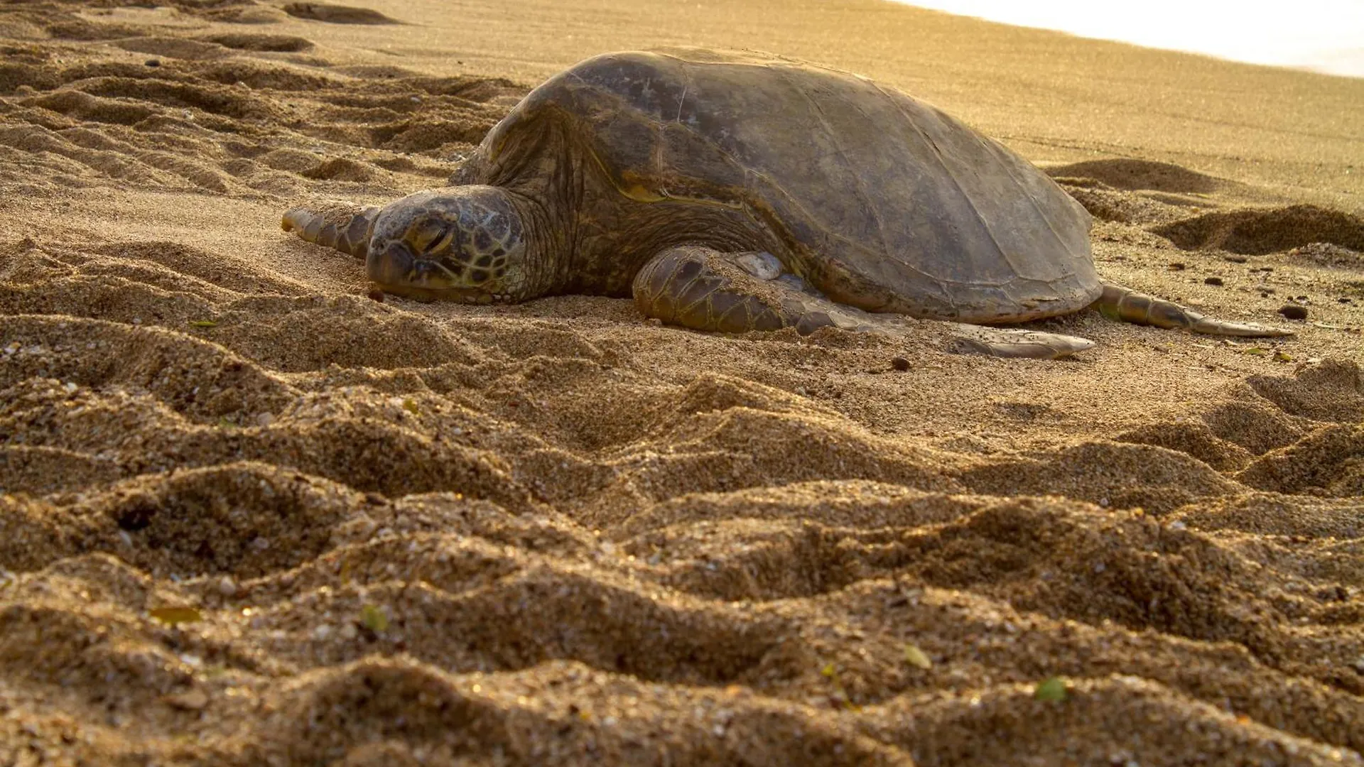 Holiday home Best Studio Ocean Views At Honua Kai - Soak In Maui Sunsets On This Expansive Lanai -Hokulani 719 Lahaina